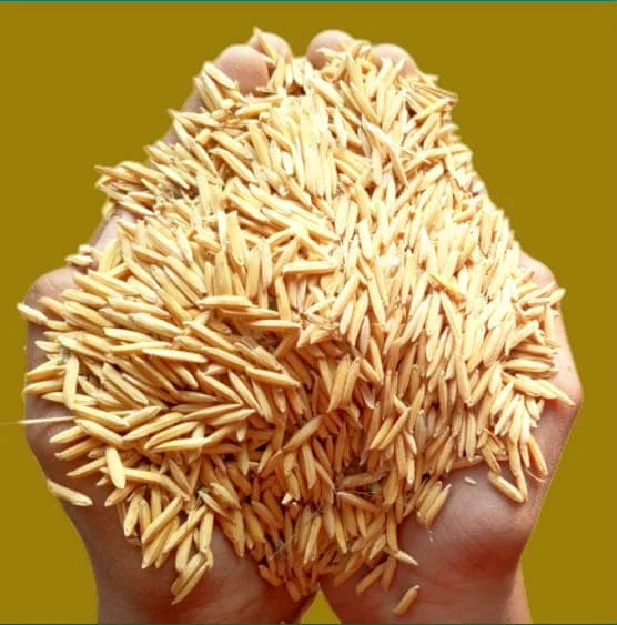 বাসমতি বীজ ধান
